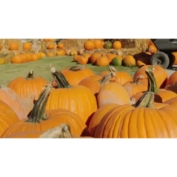 fresh pumpkin (6)-1874190-32443.webp